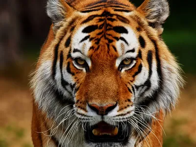 Тигр с открытым ртом, показывающим зубы. | Премиум Фото