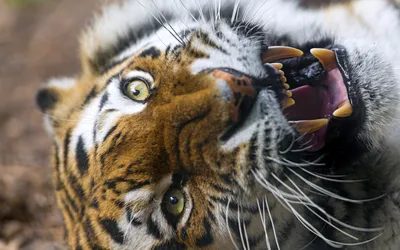 Сибирский Тигр Тигр Показывая Зубы — стоковые фотографии и другие картинки  Тигр - iStock
