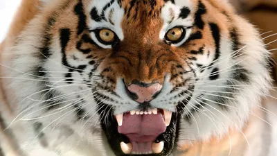 Тигр Головой Тигра С Открытым Ртом И Зубами Мультфильм Иллюстрация Тигра  Вектор — стоковая векторная графика и другие изображения на тему Агрессия -  iStock