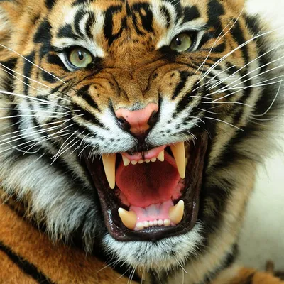 Бусина дзи 3 глаза Ваджра/Зубы тигра | Лавка Желаний