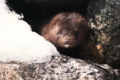 Европейская норка (Mustela lutreola). Подробное описание экспоната,  аудиогид, интересные факты. Официальный сайт Artefact