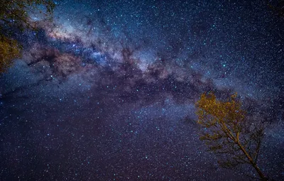 Обои небо, ночь, дерево, звёздное небо картинки на рабочий стол, раздел  космос - скачать